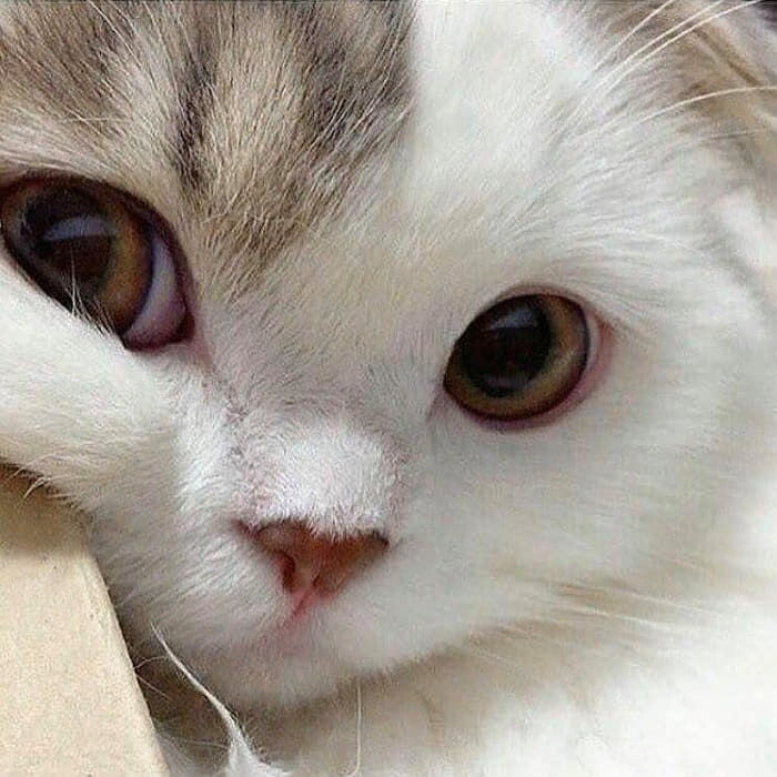 담화수린