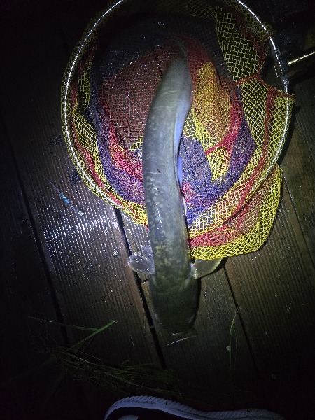 메기