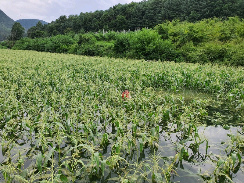한달여간 오름수위, 내가 가니 내림수위
