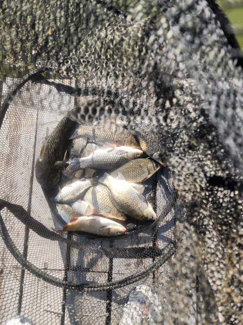 봉재낚시터 4월 6일 영상조황