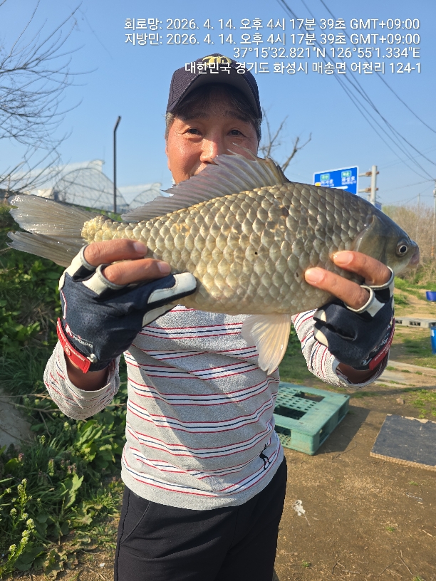 어천낚시터 토종붕어 4짜소식 (305번째)조황 및 토종붕어 대량방류