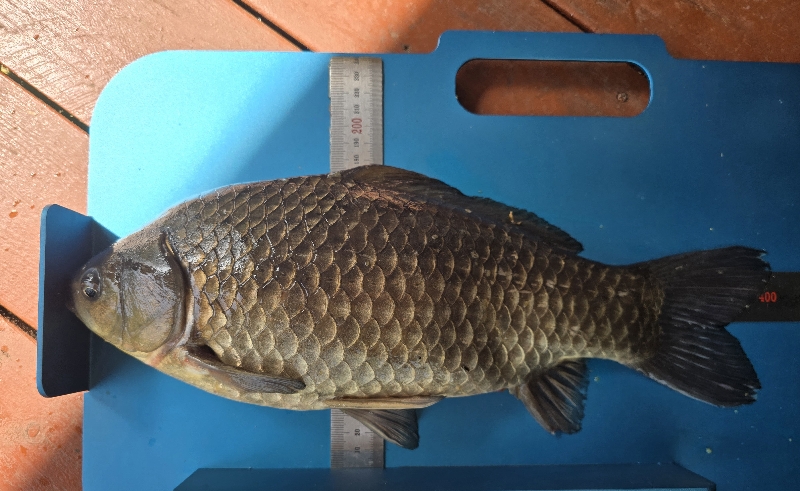 Fish catch