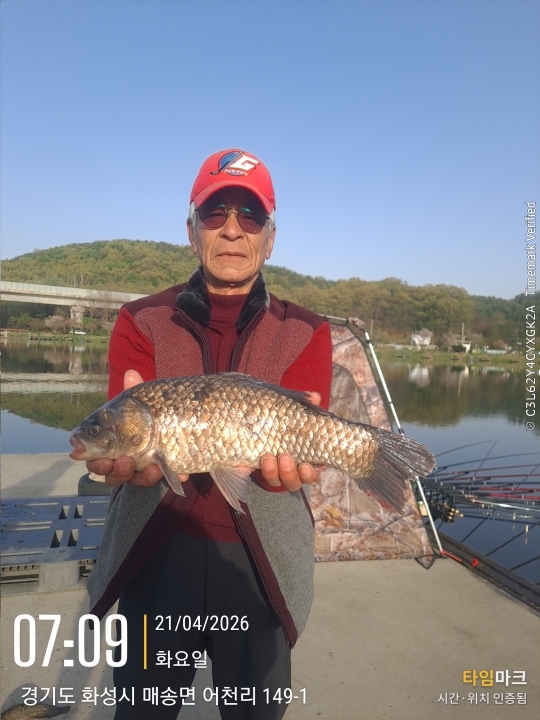 어천낚시터 토종붕어 4짜소식 (356번째) 및 토종 대붕어 붕어 방류