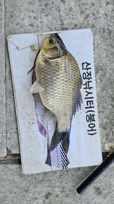 산장 떡붕어
