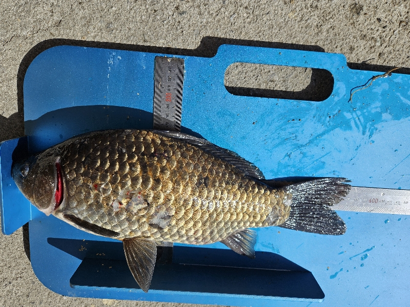 Fish catch