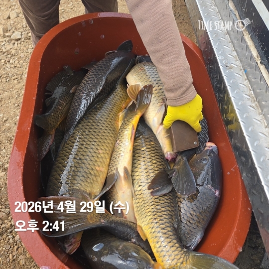 한터낚시터 4월29일 자연산대물잉어 방류5월1일 참붕어,향어 대량방류예정