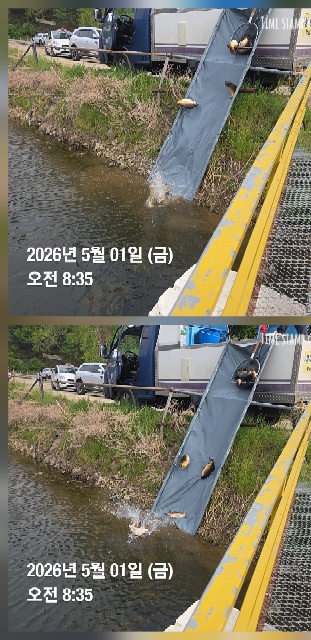 5월1일 참붕어 향어대량방류/4호지 송어 가두리방류
