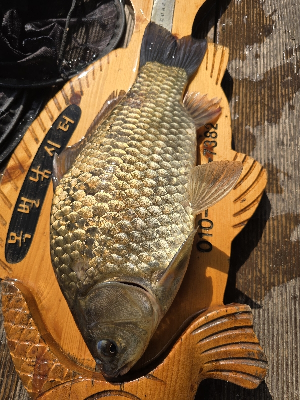 Fish catch