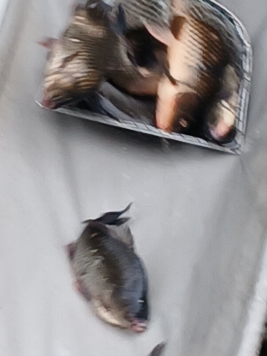 고잔낚시터 고기방류