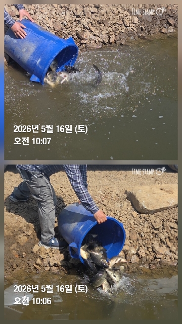 한터낚시터 5월16일방류 5월18일 송어빼기안내