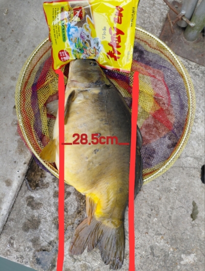 28.5cm(길이 아님 빵임)