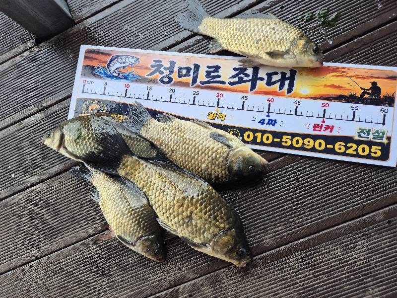 청미르좌대 붕어조황
