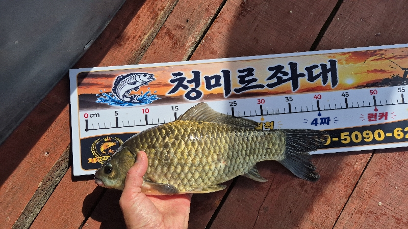청미르좌대 조황
