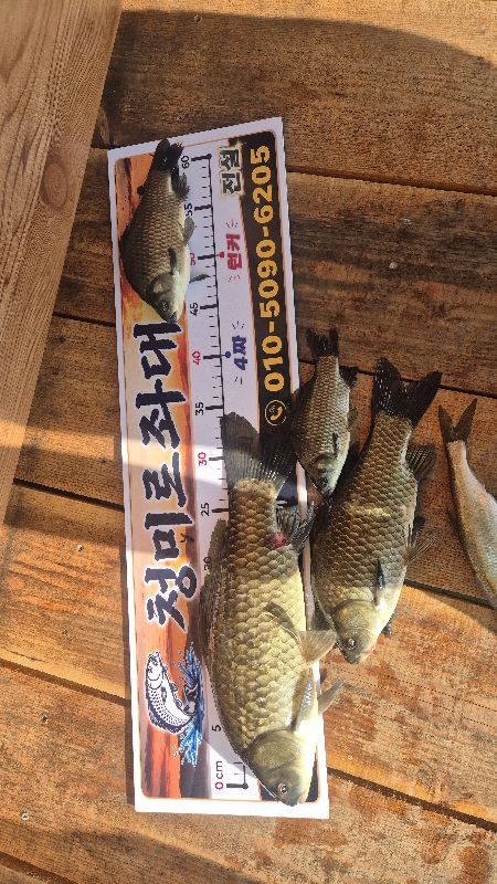 청미르좌대