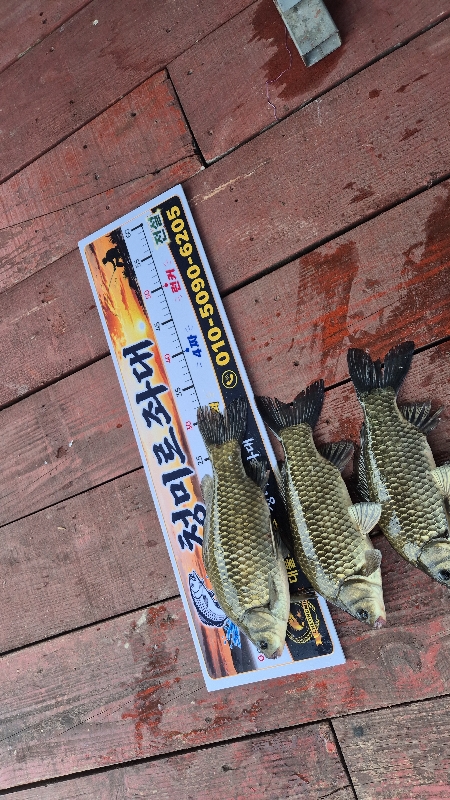 청미르좌대 붕어조황
