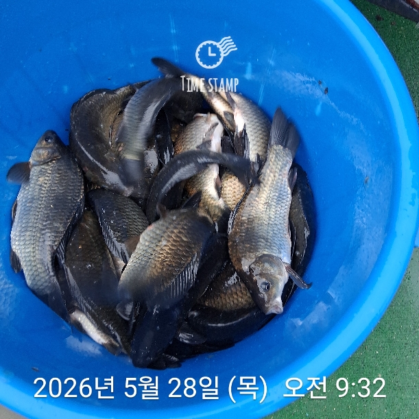 목요방류