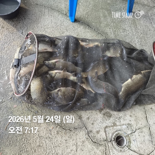 조황good