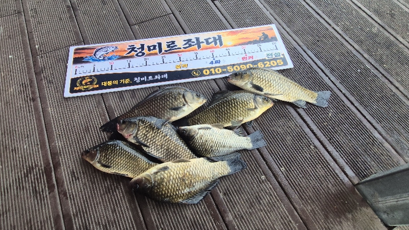 청미르좌대 붕어조황