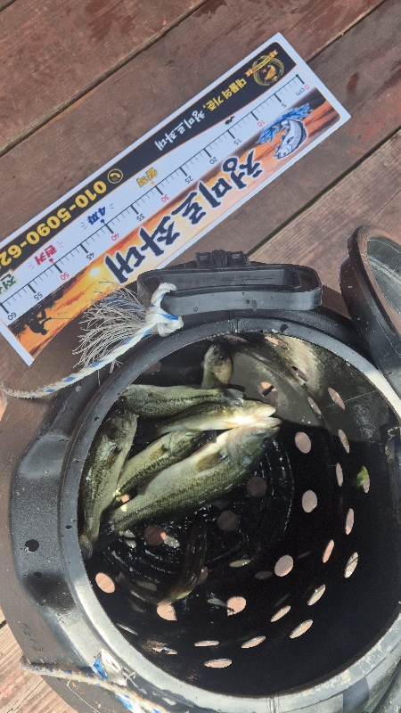 청미르좌대 배스
