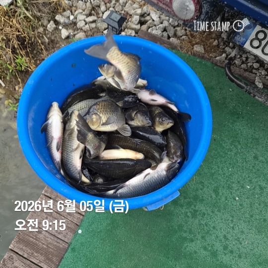 금.토 연속방류