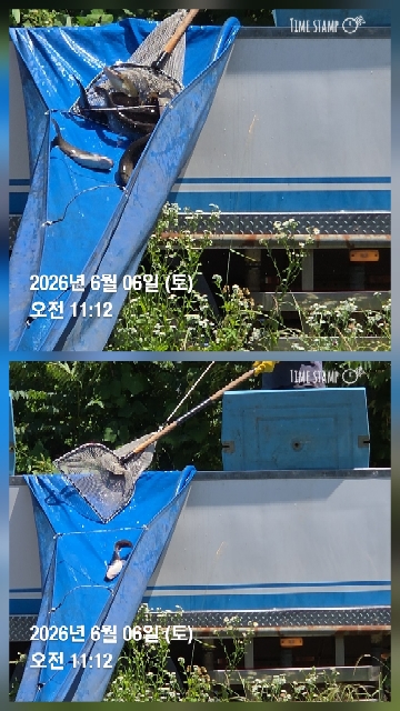 한터낚시터 6월6일 전호지 방류
