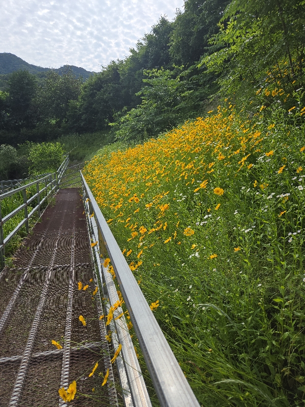 향(잉)붕어 최대어