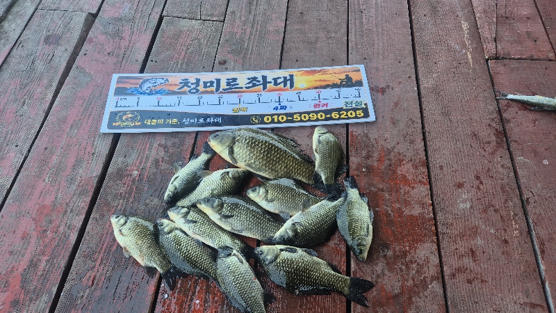 청미르좌대 붕어조황