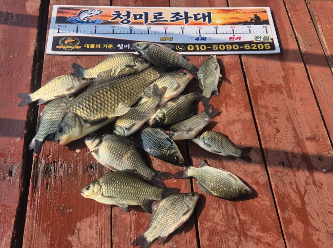 청미르좌대 붕어조황