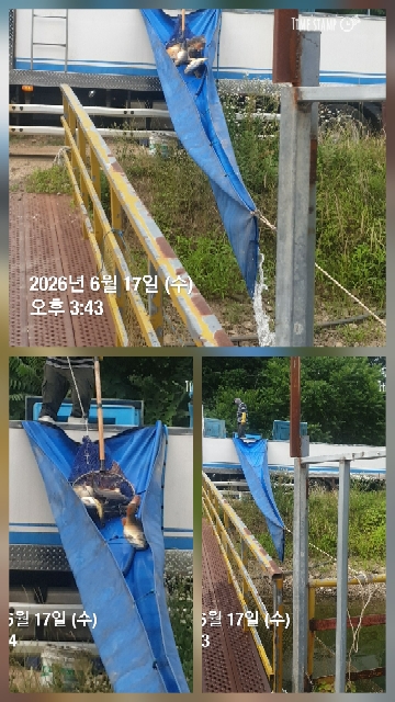 [6월 17일] 4호지 대물 향어 대량 방류 및 4호지 손맛터부교별(장대가능) 이용 안