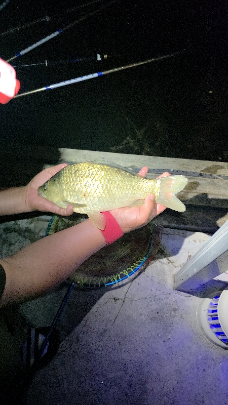 Fish catch