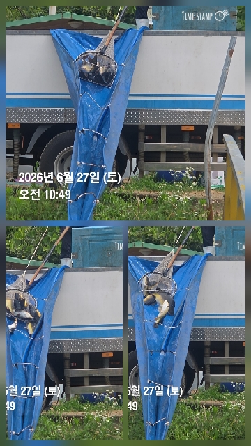 한터낚시터 6월27일 직방류 28일 2호지 가두리방류