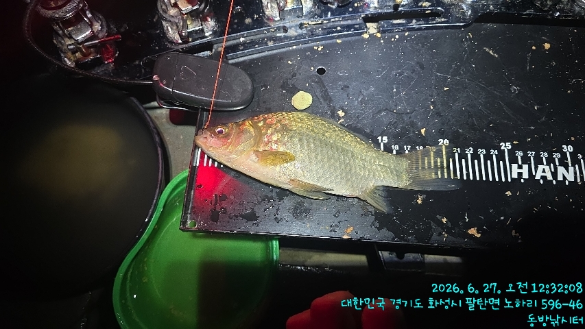 향(잉)붕어