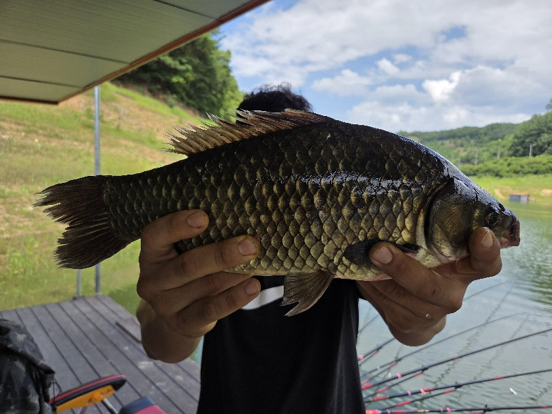 청풍 실리곡낚시터 45cm 조황입니다.