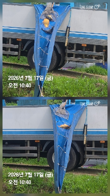 한터낚시터 7월15일2호지 가두리방류 7월17일 직방류 7월18일 직방류예정