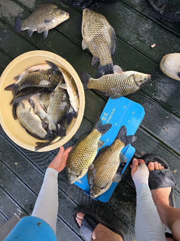 Fish catch