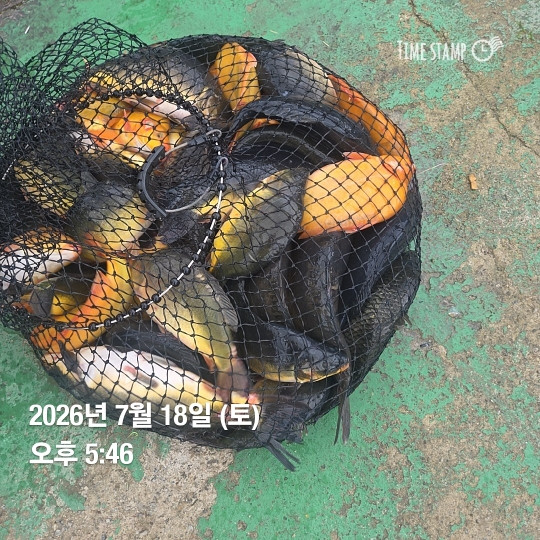 한터낚시터7월18일 직방류 7월19일 가두리방류예정