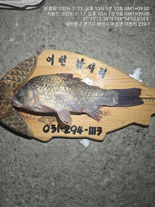 어천낚시터 토종붕어 4짜소식 (775번째)조황 정보