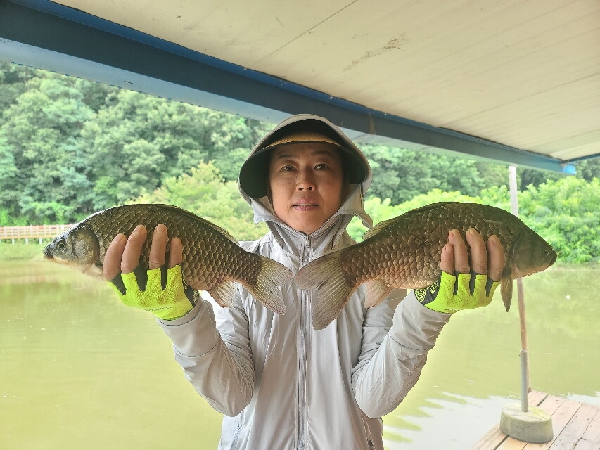 송전지호남좌대 조황정보입니다