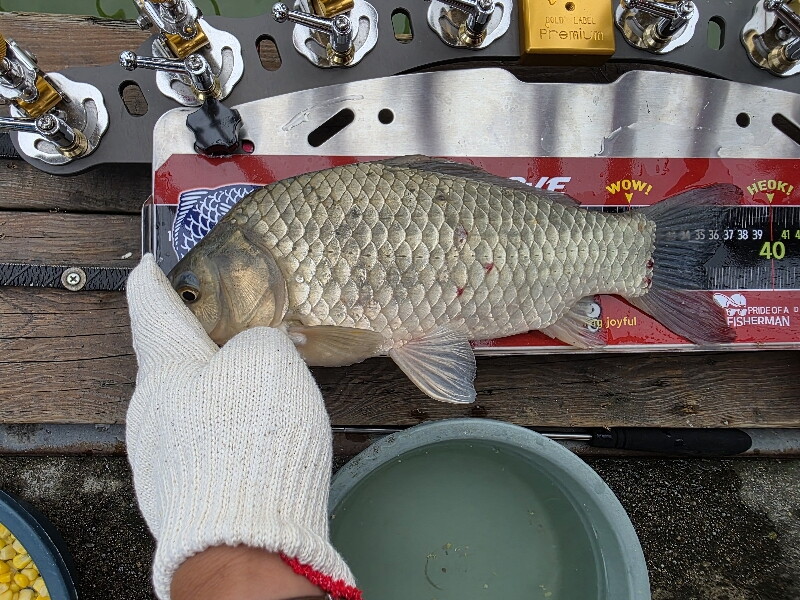 Fish catch