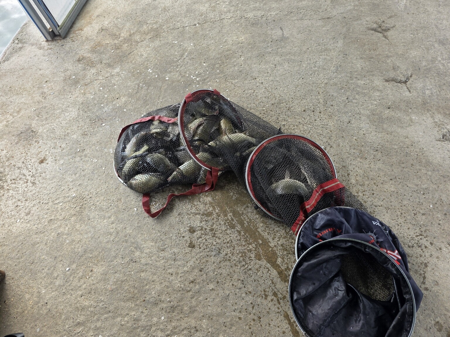 양어장 조황사진입니다.