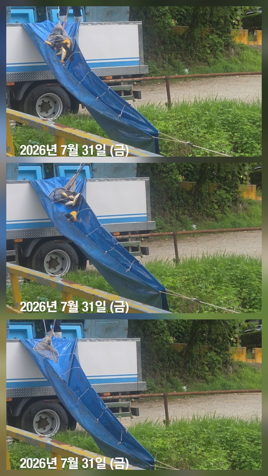한터낚시터 7월29일2호지 가두리방류 7월31일 직방류 8월1일 직방류예정