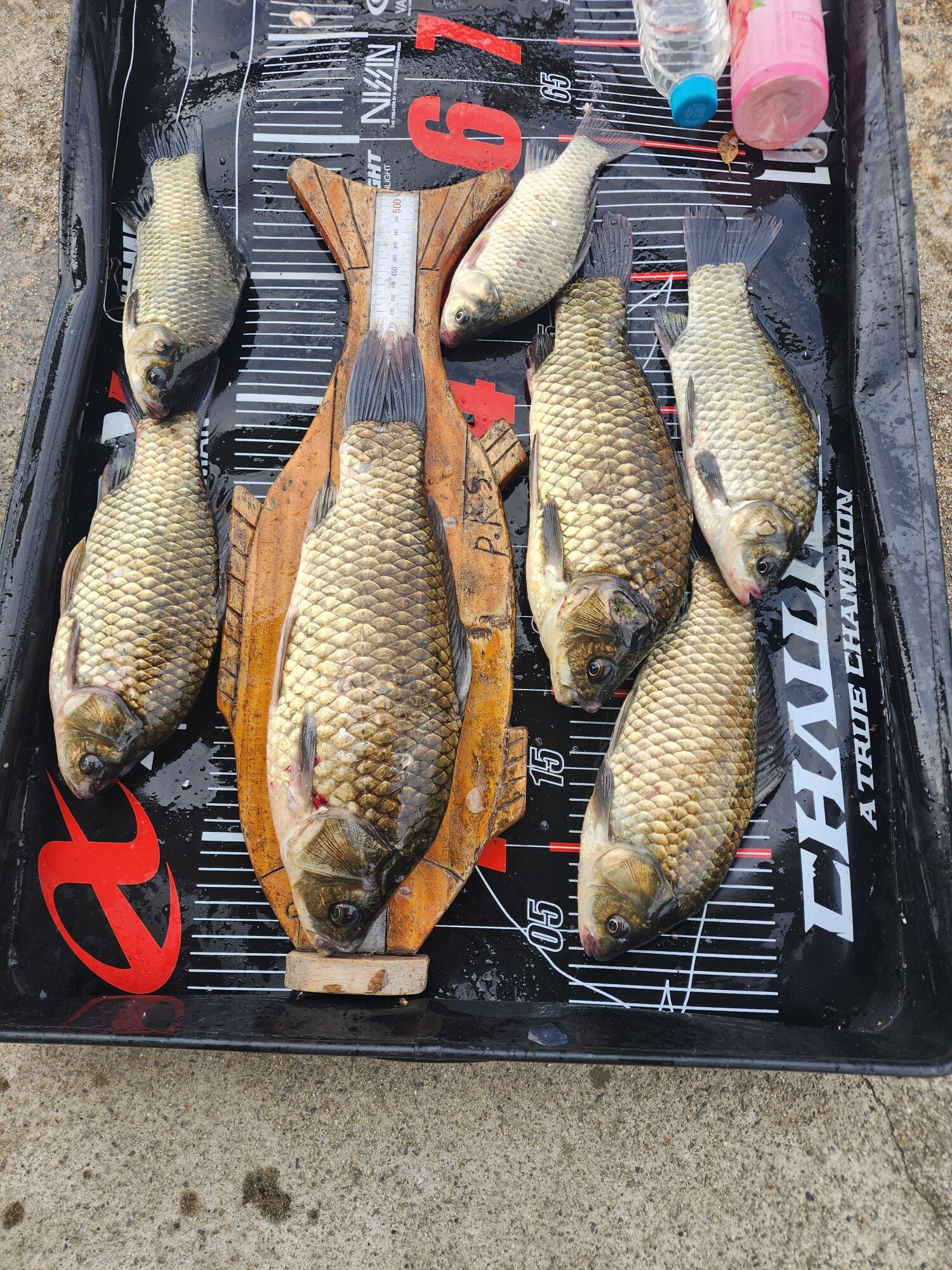 Fish catch