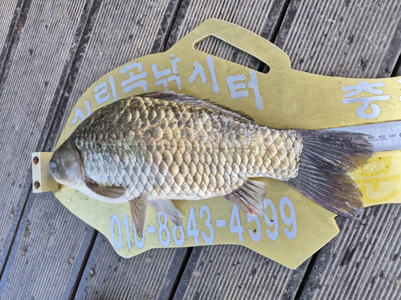 청풍 실리곡낚시터 42cm 조황입니다.