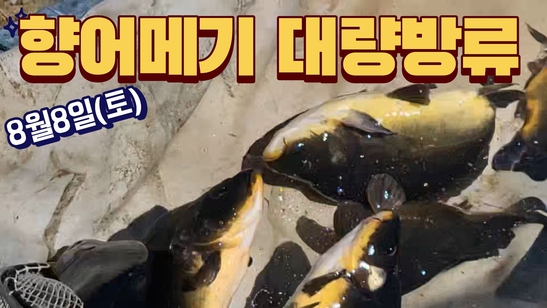 8월8일 방류입니다!