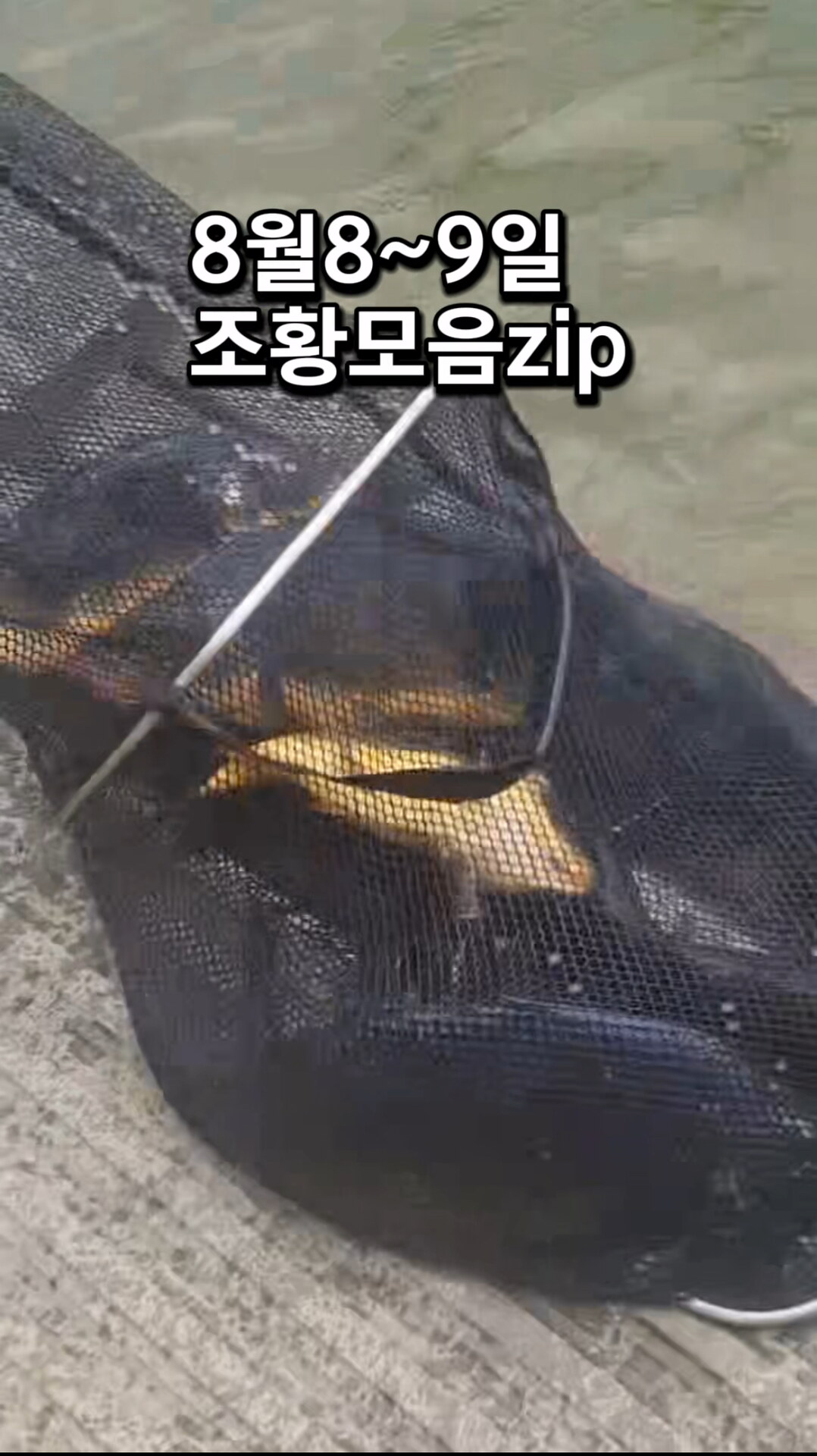 8월8~9일 영상 조황 모음zip입니다!!