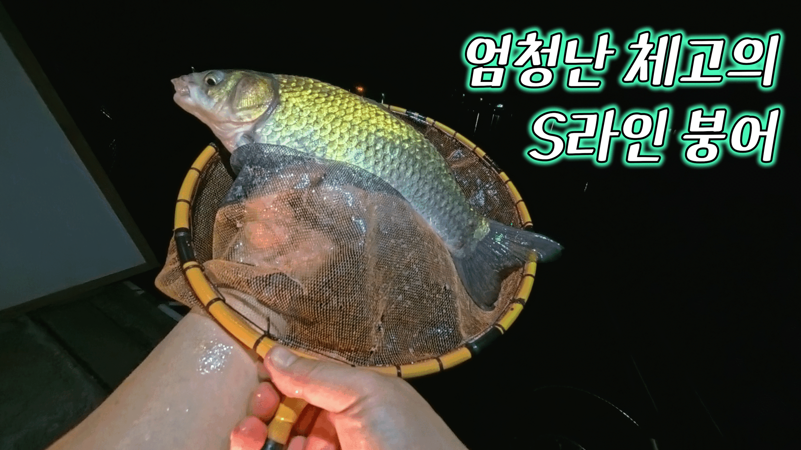 향(잉)붕어 최대어