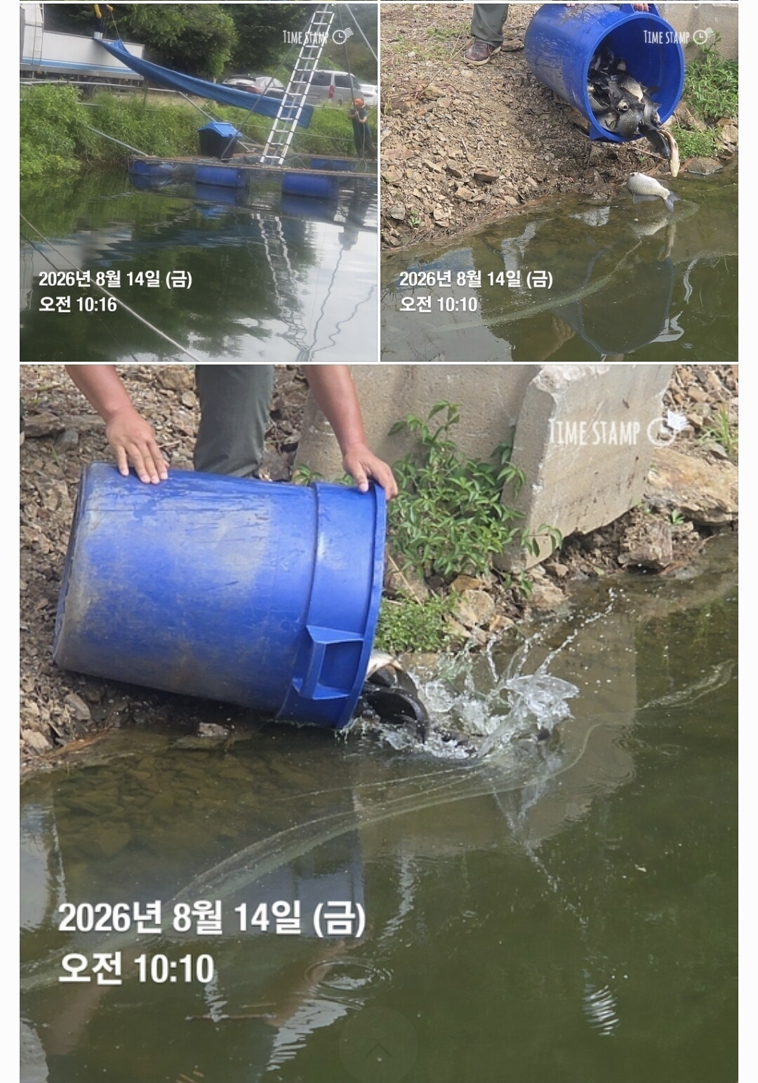 한터낚시터 8월12일2호지 가두리방류 8월14일15일 직방류 8월16일2호지 가두리 방류예정