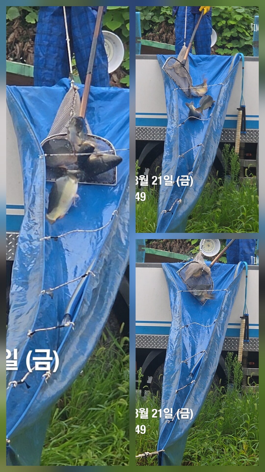 한터낚시터 8월17일19일 2호지 가두리방류 8월21일 직방류