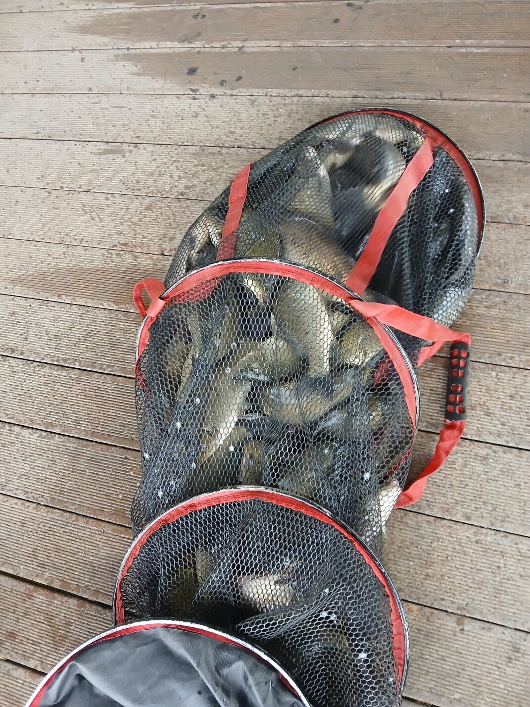 방류 및 조황사진