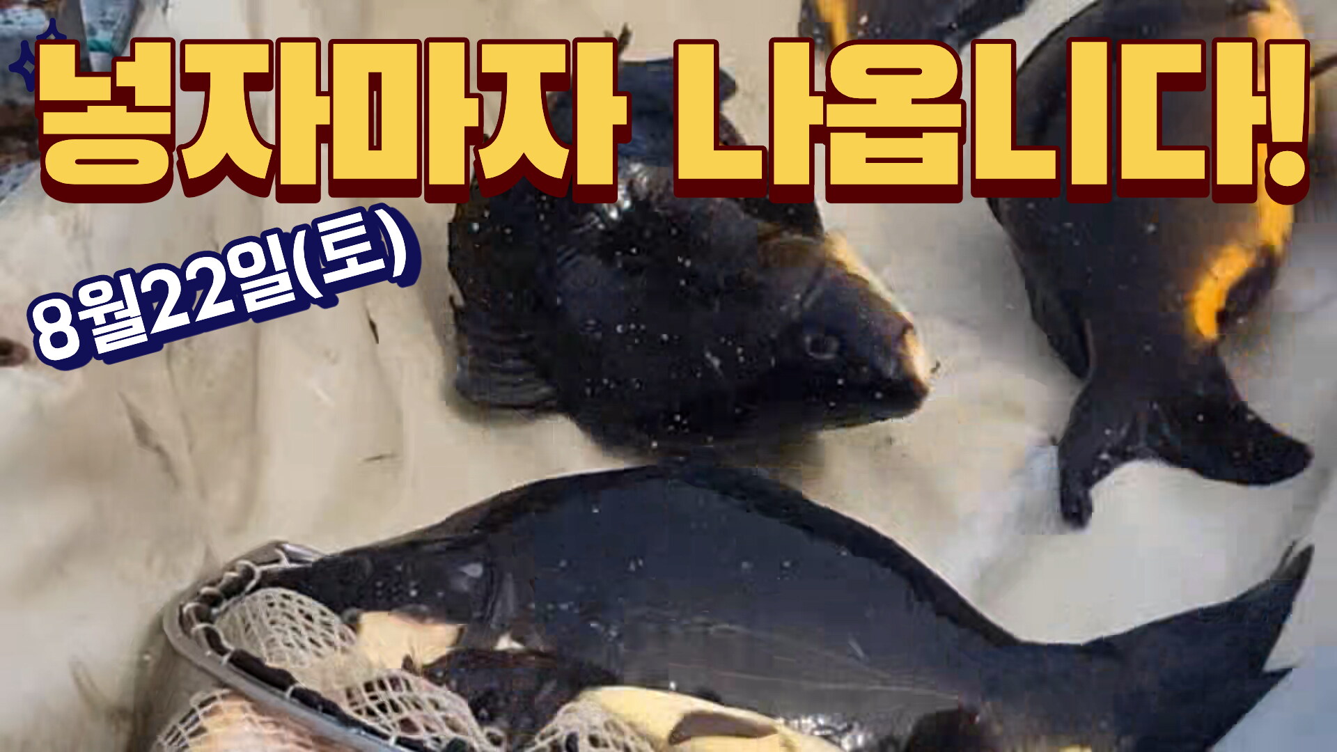 8월22일 향어 대량방류 입니다 !!
